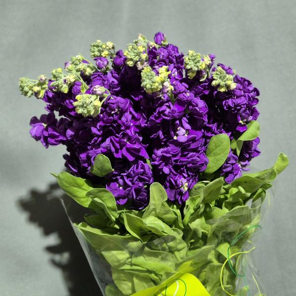 Matth Debora Purple Dutch