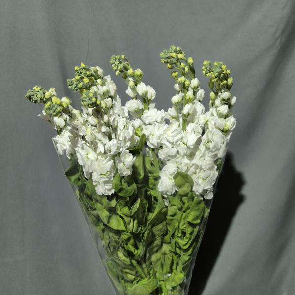 Matth Aida White Dutch Ex