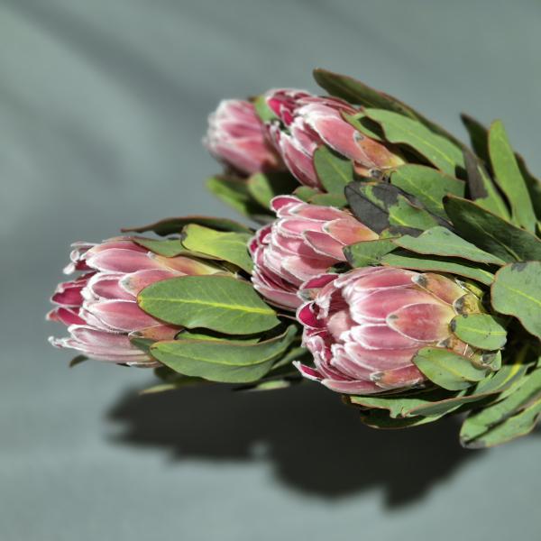 Protea Carnival