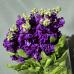 Matth Debora Purple Dutch - 1