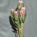 Protea Carnival - 1