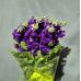 Matth Debora Purple Dutch - 2