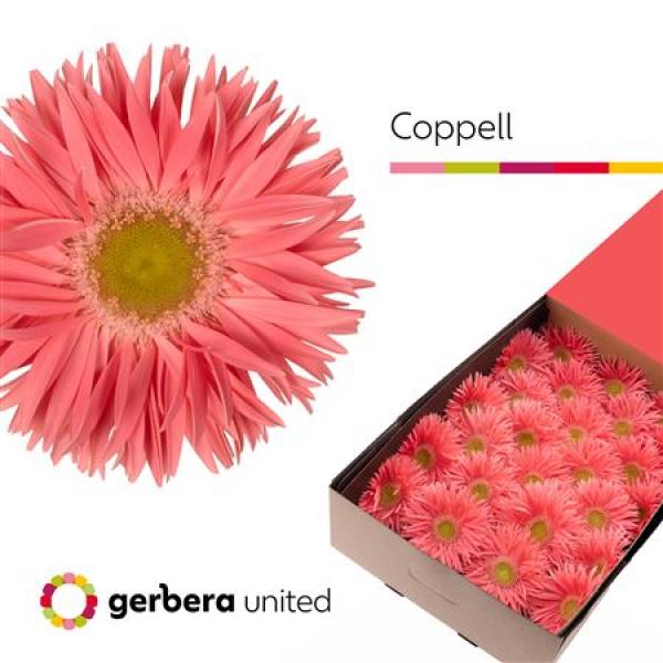 Ge Gr Box Spider Coppell