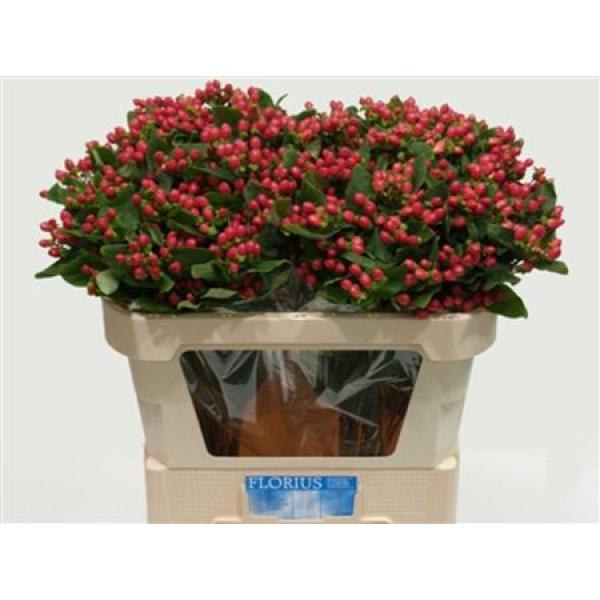 Hyp  Red Spray