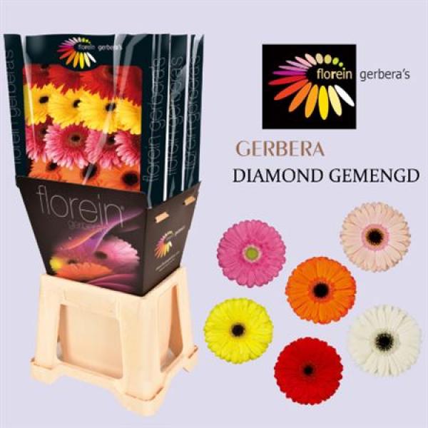 Ge Gr Diamond Mix On Row