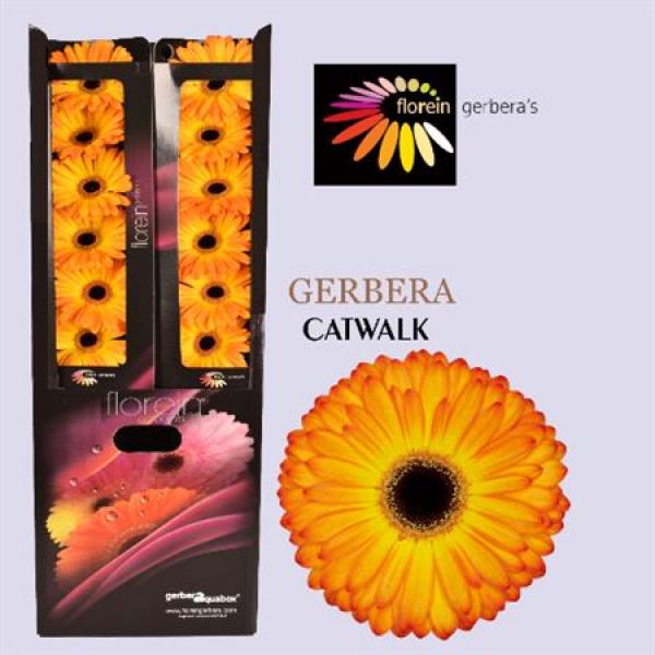Ge Gr Aquabox Catwalk *96