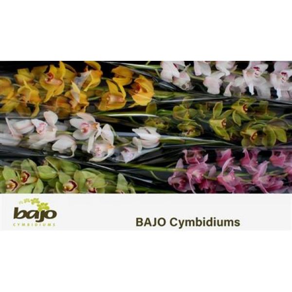 Cymb   Mix Bajo 70cm
