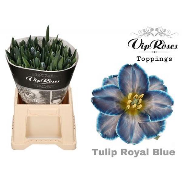 Tu En Vip Blue Curacao