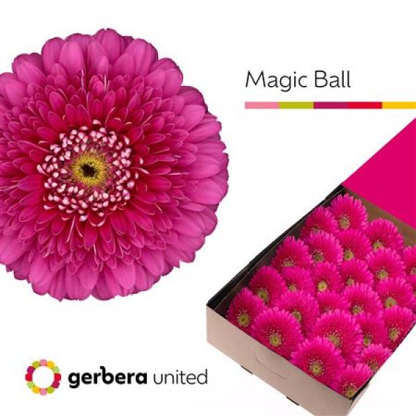 Ge Gr Box Pomponi Magic Ball
