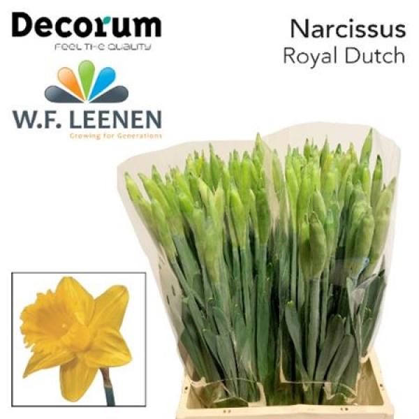 Narc Royal Dutch Decorum