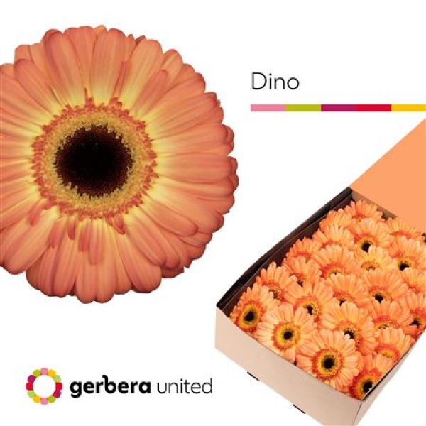 Ge Gr Box Dino