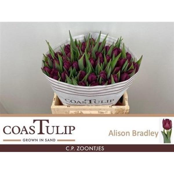 Tu  Coastulip Du Alison Bradley