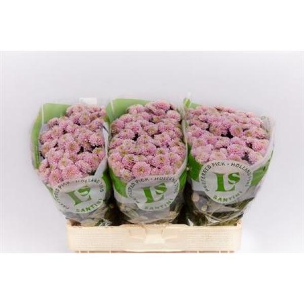 Chr San Ellison Sweet