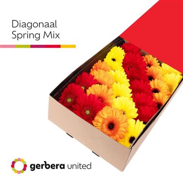 Ge Gr Box  Mix Spring