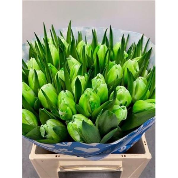 Tulp Dyed Green