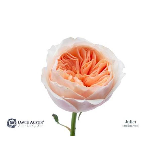 Rosa David Austin Juliet