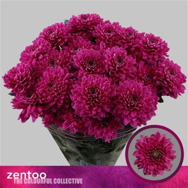 Chr T Fabienne Purple