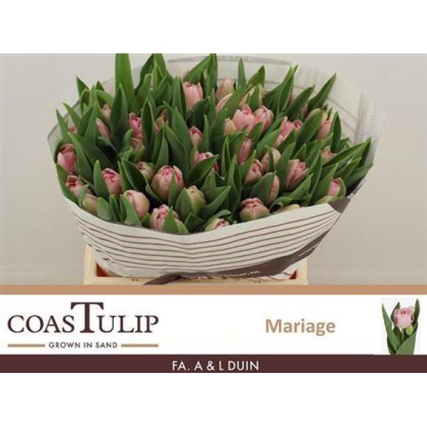 Tu  Coastulip Du Mariage
