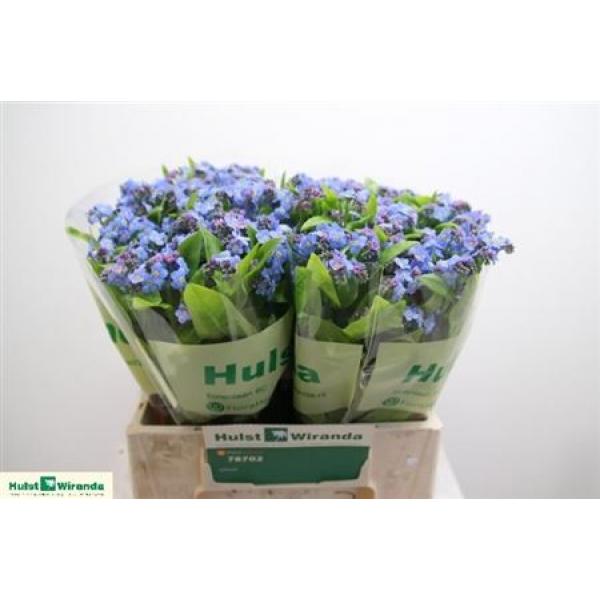 Myosotis