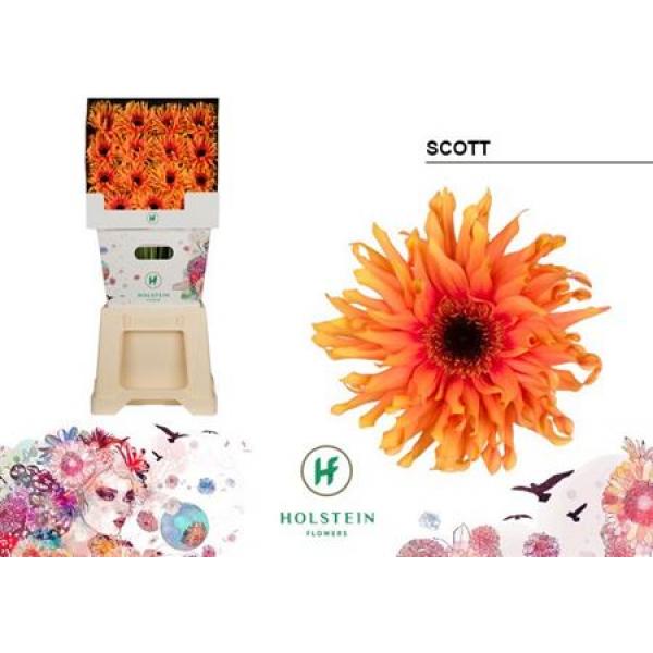 Ge Gr Diamond Pasta Scott Holstein