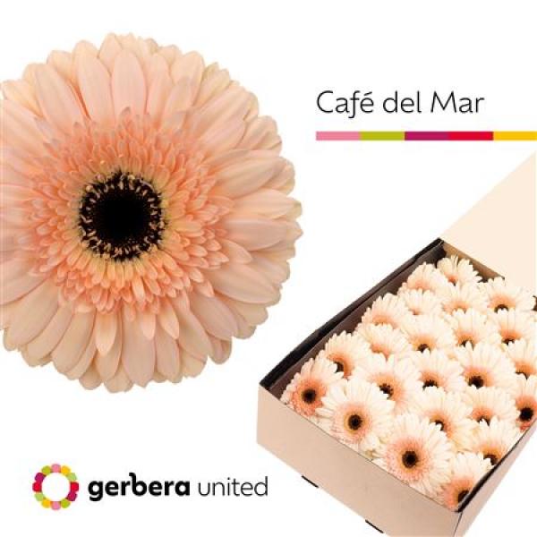 Ge Gr Box Cafe Del Mar