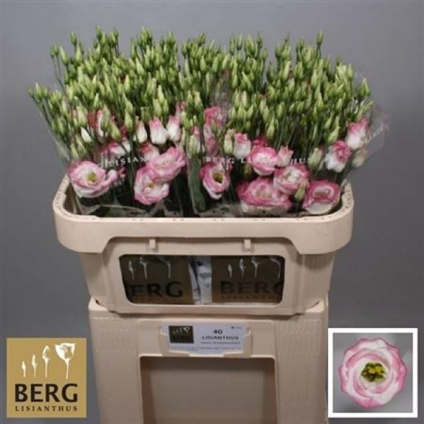 Eust  G Ov White - Pink