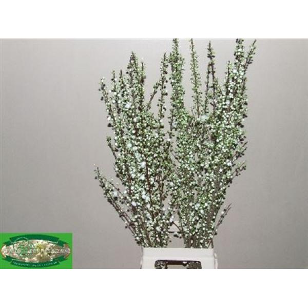 Prunus Gland Spray