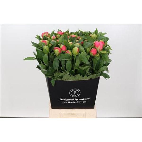 Paeo Pink Hawai Coral France