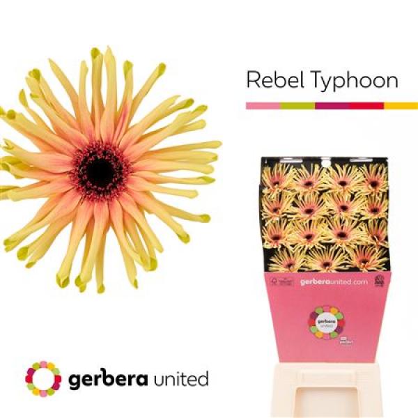 Ge Gr Diamond Pasta Rebel Typhoon