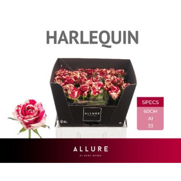 R Gr Harlequin