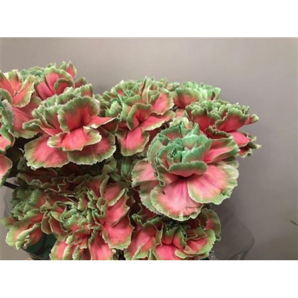 Dianthus St Dyed Bubblicious