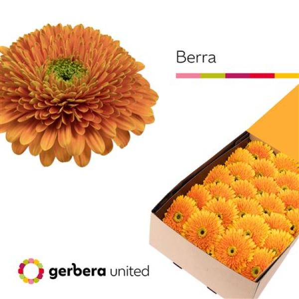 Ge Gr Box Pomponi Berra