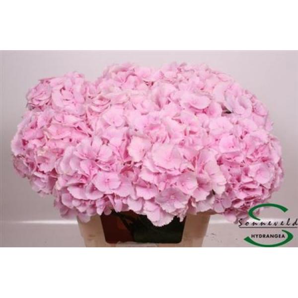 Hydr  Pink 60cm