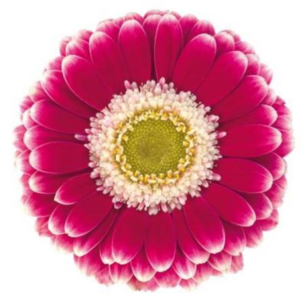 Ge Mi Aquabox Small Cassis *160