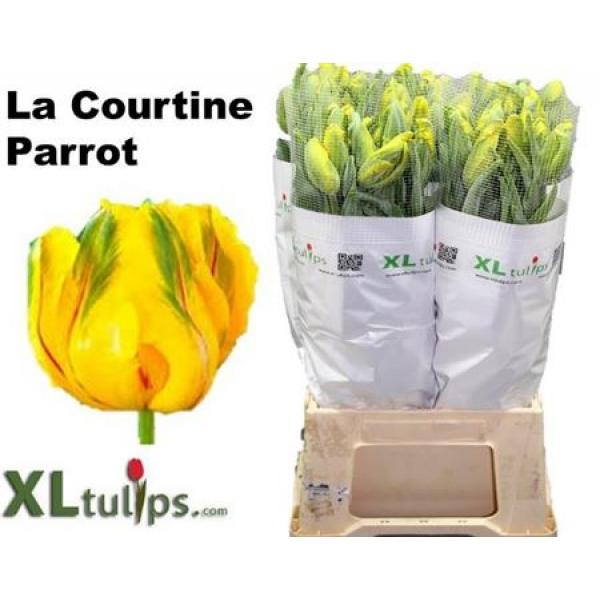 Tu French Pa La Cour Parrot