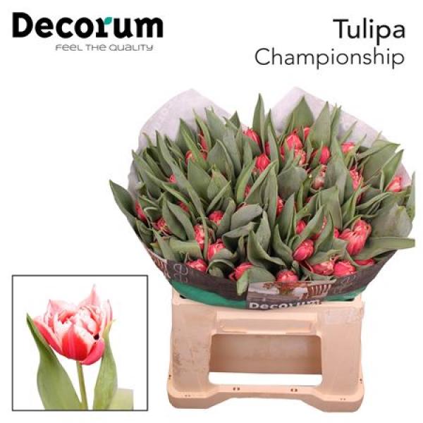 Tu Du Championship