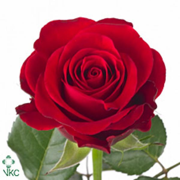 R Gr  Red Import