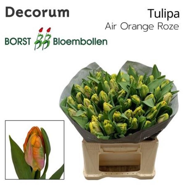 Tu Pa Air Orange/roze