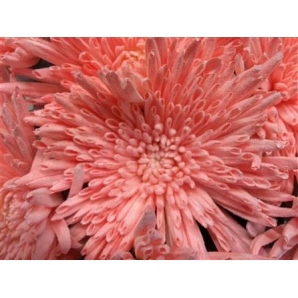 Chr Gr Ana Dyed Snow Light Pink
