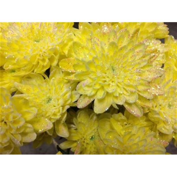 Chr Tr Baltica Dyed Yellow + Glit