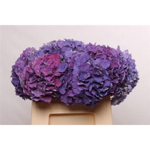 Hydr  Purple 60cm