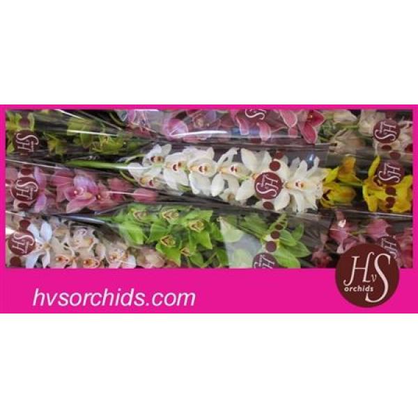 Cymb   Mix Hvs Orchids * 9
