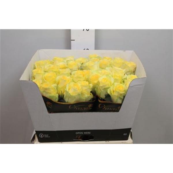 R Gr Minion Rose