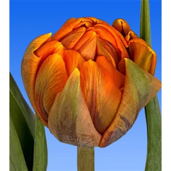 Tu  Du Orange
