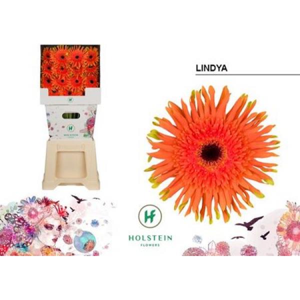 Ge Gr Diamond Pasta Lindya Holstein