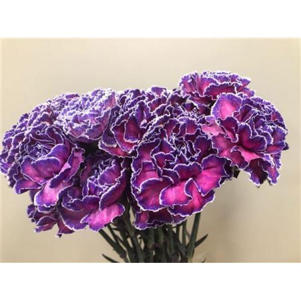 Dianthus St Dyed Expression