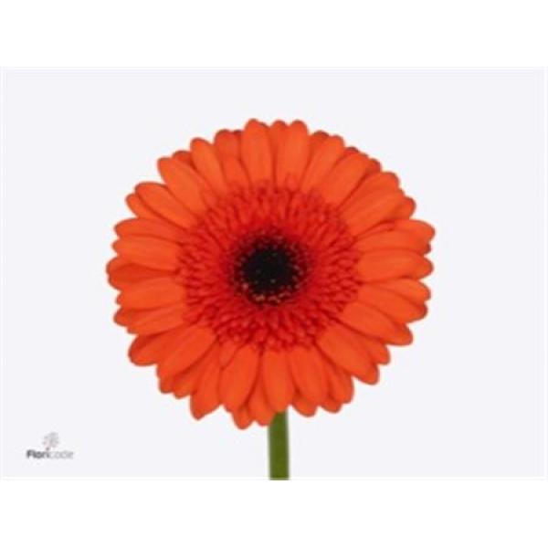 Ge Mi  Box Orange Black Center