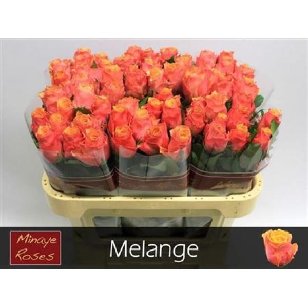 R Gr Melange