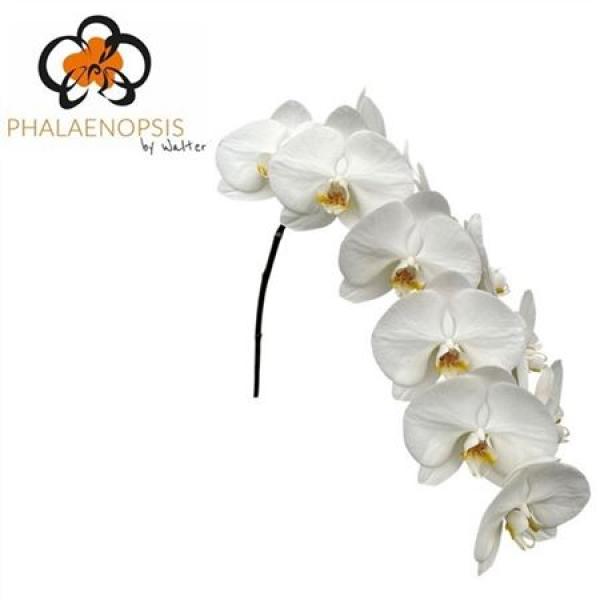 Phal By Stem Magnificent Maliha 80cm