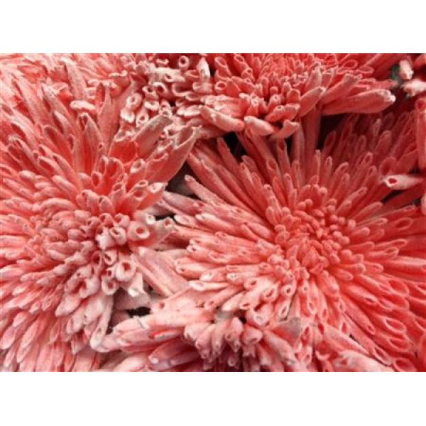 Chr Gr Ana Dyed Snow Red